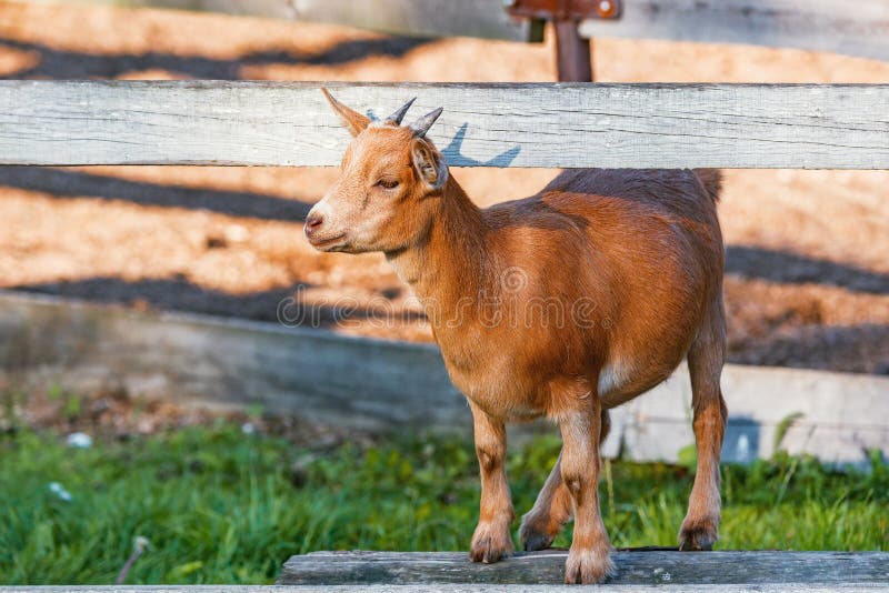 Young goat on the wooden fence at sunset time. Young goat on the wooden fence at sunset time