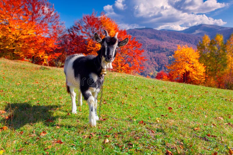 Young goat on pasture in the mountains in autumn. Young goat on pasture in the mountains in autumn