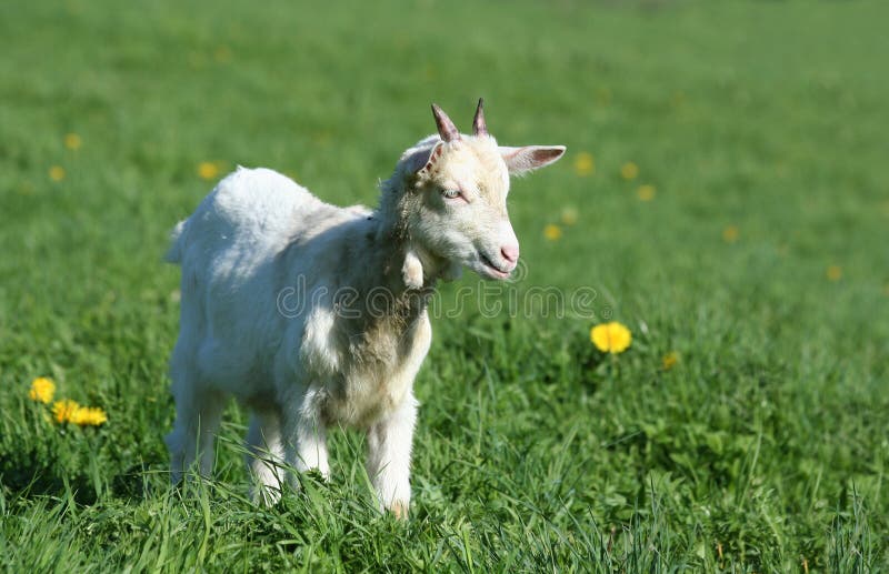 Spring image: a young goat in a pasture. Spring image: a young goat in a pasture