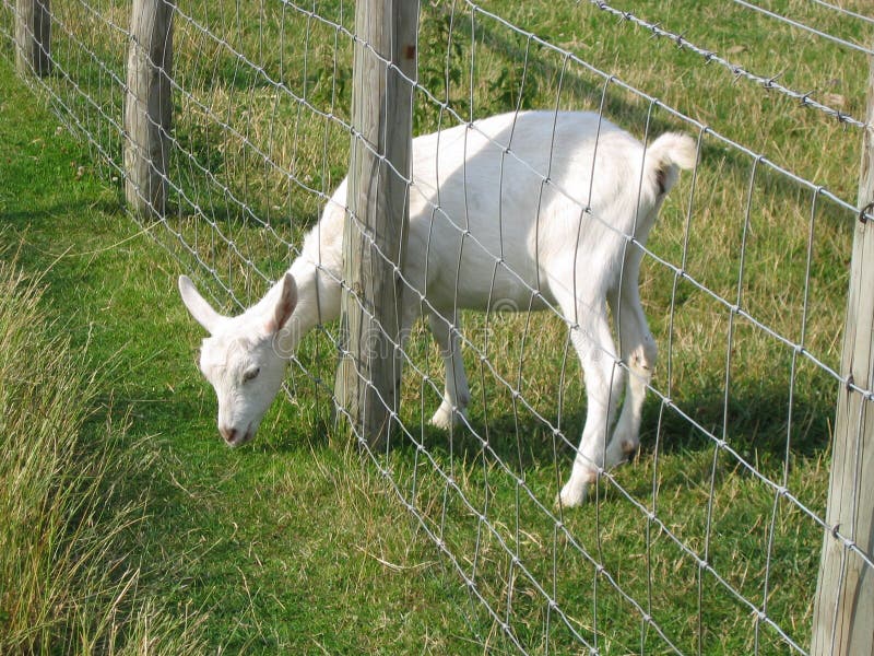 Young Goat reaching through fence for greener grass. The grass is always greener on the other side of the fence. Young Goat reaching through fence for greener grass. The grass is always greener on the other side of the fence.