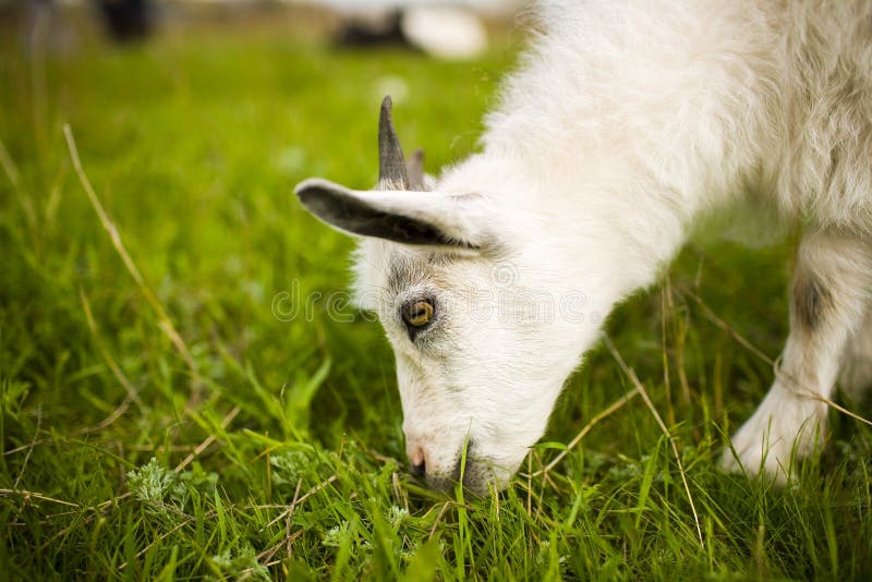 Young goat grazing in the meadow and eating grass. Young goat grazing in the meadow and eating grass.