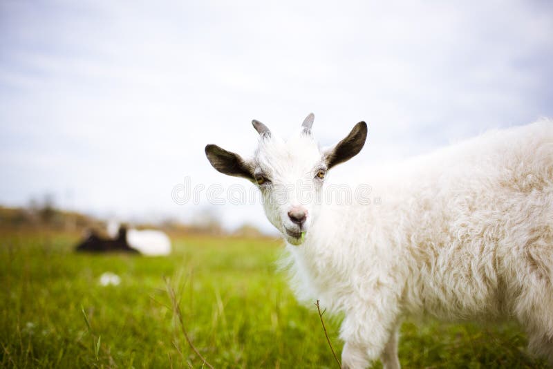 Young goat grazing in the meadow and eating grass. Young goat grazing in the meadow and eating grass.