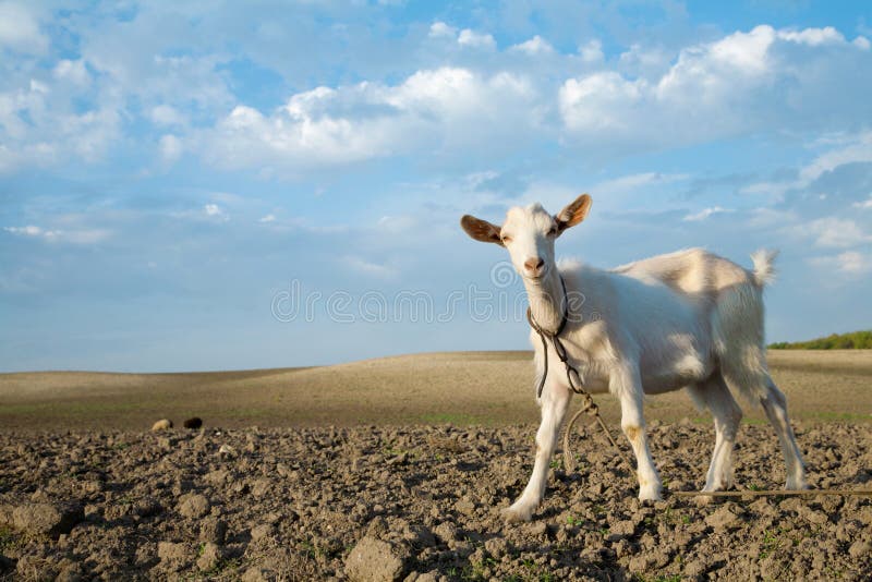 Young goat on a freshly plowed field looking for a fresh green grass. Young goat on a freshly plowed field looking for a fresh green grass