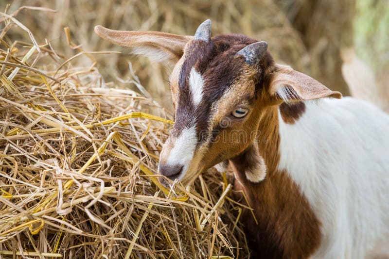 Close up young goat eating dry straw in farm from Thailand. Close up young goat eating dry straw in farm from Thailand