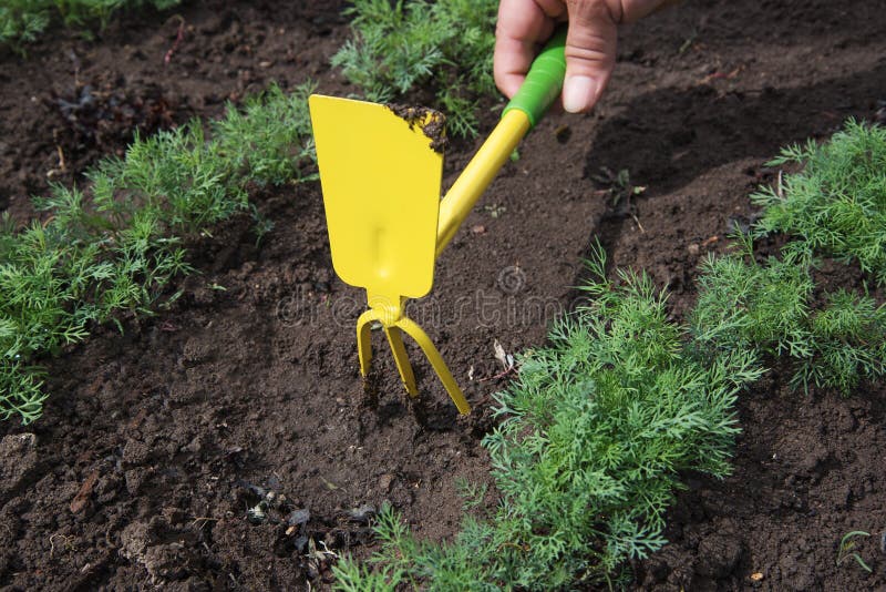 Junger Dill im Garten stockbild. Bild von hacken, land