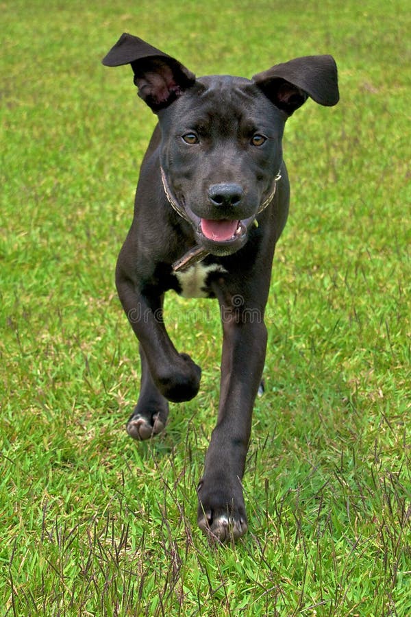 Junger Hund stockbild. Bild von hinterhof, tigkeit, schwarzes 18072413