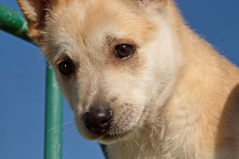 Junger Hund Auf Hintergrund Des Blauen Himmels Stockfoto Bild von