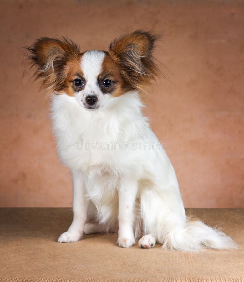 Junger Hund Von Zucht Papillon Stockfoto Bild von schön, spielzeug