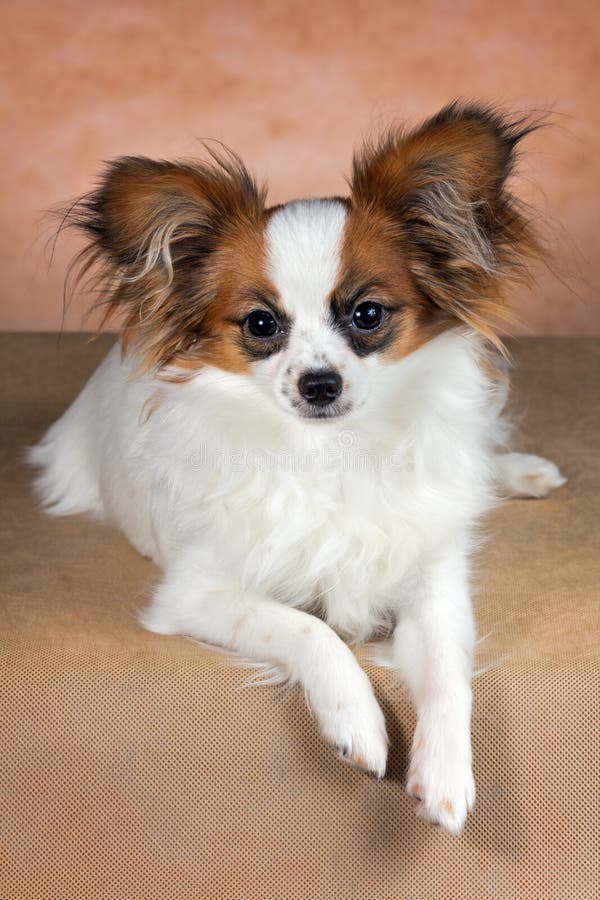 Junger Hund Von Zucht Papillon Stockfoto Bild von schön, spielzeug