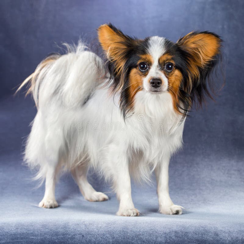 Junger Hund Von Zucht Papillon Stockfoto Bild von schön, spielzeug