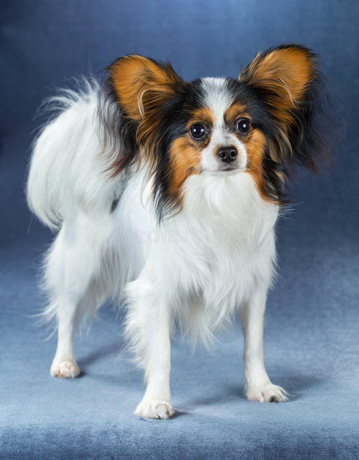 Junger Hund Von Zucht Papillon Stockfoto Bild von schön, spielzeug