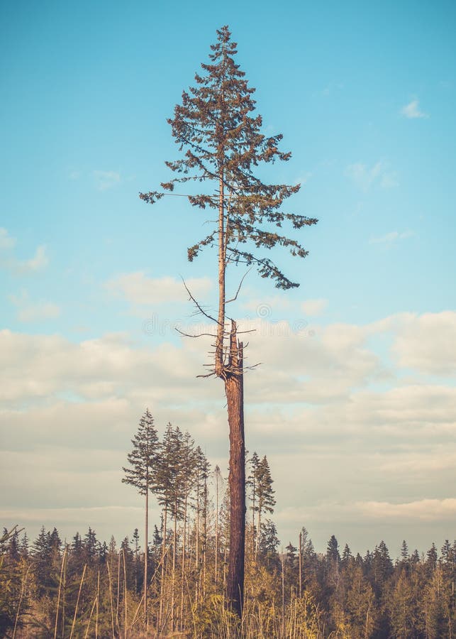 Junger immergrüner Tannenbaum stockfotografie Junger immergrüner Tannenbaum stockfotografie