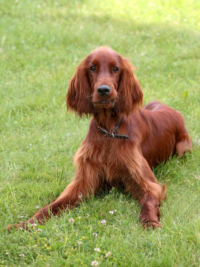 Junger Irischer Setter lizenzfreies stockfoto