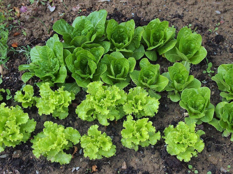 Junge KopfsalatAnlagen stockfoto. Bild von betrieb, nahrung 70023976