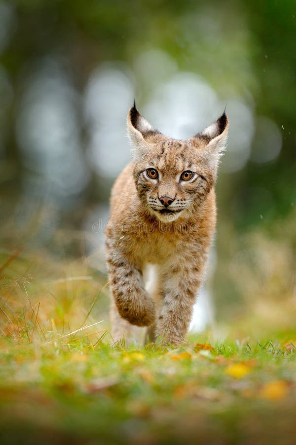 Junger Luchs in der grünen Szene der Waldwild lebenden tiere von der Natur Gehender eurasischer Luchs, Tierverhalten im Lebensrau lizenzfreies stockbild Junger Luchs in der grünen Szene der Waldwild lebenden tiere von der Natur Gehender eurasischer Luchs, Tierverhalten im Lebensrau lizenzfreies stockbild