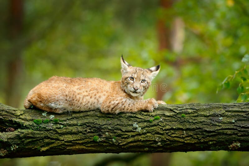 Junger Luchs in der grünen Szene der Waldwild lebenden tiere von der Natur Gehender eurasischer Luchs, Tierverhalten im Lebensrau lizenzfreies stockfoto Junger Luchs in der grünen Szene der Waldwild lebenden tiere von der Natur Gehender eurasischer Luchs, Tierverhalten im Lebensrau lizenzfreies stockfoto