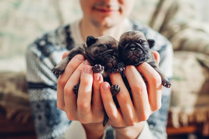 Junger Mann, der Pughundewelpen in den Händen hält Wenig Welpenschlafen Züchten von Hunden stockbild Junger Mann, der Pughundewelpen in den Händen hält Wenig Welpenschlafen Züchten von Hunden stockbild