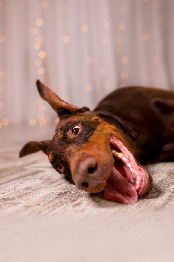 junger netter glücklicher lächelnder Dobermannhund auf Weiß stockbild junger netter glücklicher lächelnder Dobermannhund auf Weiß stockbild