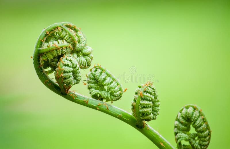 Junger neuer Farn umwickelte Fiddleheads, in Wedel sich abzuwickelen und zu erweitern, die einer Violine ähneln Schließen Sie her stockfoto