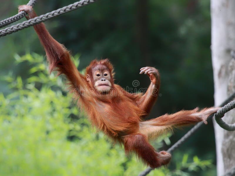 Junger Orang-Utan, Der Auf Einer Holzbank Im Profil Steht Stellen Sie