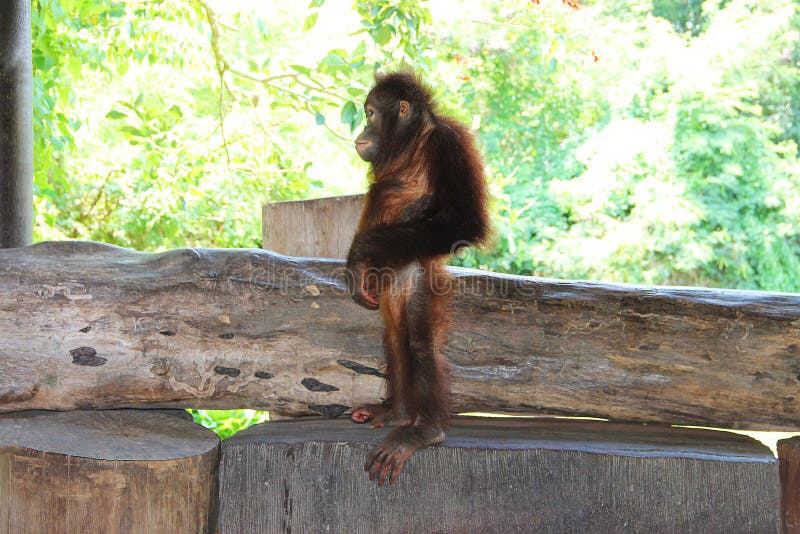 Junger Orang-Utan, der auf einer Holzbank im Profil steht Stellen Sie eingelassen einem Zoo auf der Insel von Bali dar stockbilder Junger Orang-Utan, der auf einer Holzbank im Profil steht Stellen Sie eingelassen einem Zoo auf der Insel von Bali dar stockbilder