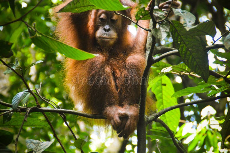 Orang-Utan Im Dschungel Sumatra Stockbild - Bild von dschungel, gorilla