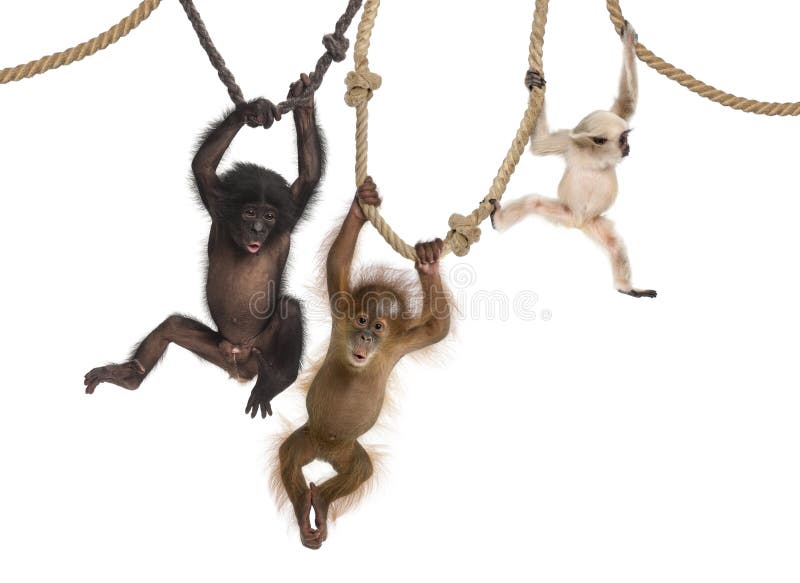 Junger Orang-Utan, junger Pileated Gibbon und junger Bonobo, die an den Seilen hängt stockbilder Junger Orang-Utan, junger Pileated Gibbon und junger Bonobo, die an den Seilen hängt stockbilder