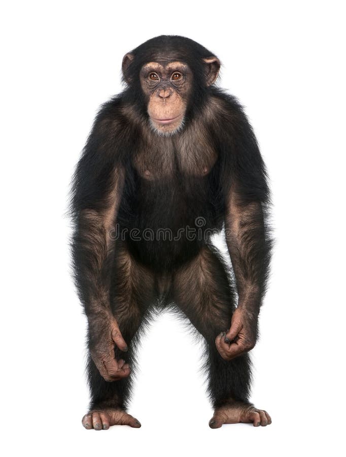 Junger Schimpanse, der oben wie ein Mensch - Simia steht