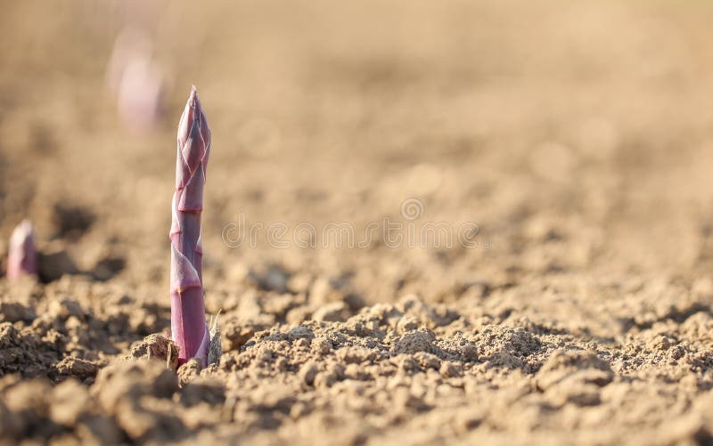 Junger Sprössling auf dem Gebiet am sonnigen Frühlingstag lizenzfreies stockbild Junger Sprössling auf dem Gebiet am sonnigen Frühlingstag lizenzfreies stockbild