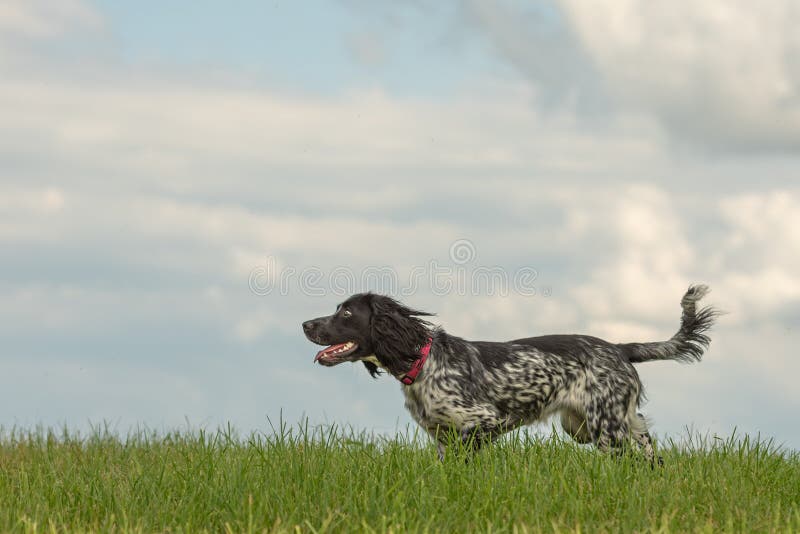 Junger stolzer Spanielhund des englischen Springers steht im Gras in einer grünen Wiese stockfoto