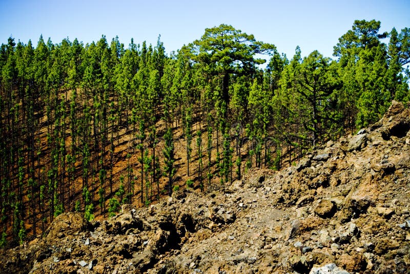 Junger Wald lizenzfreies stockfoto
