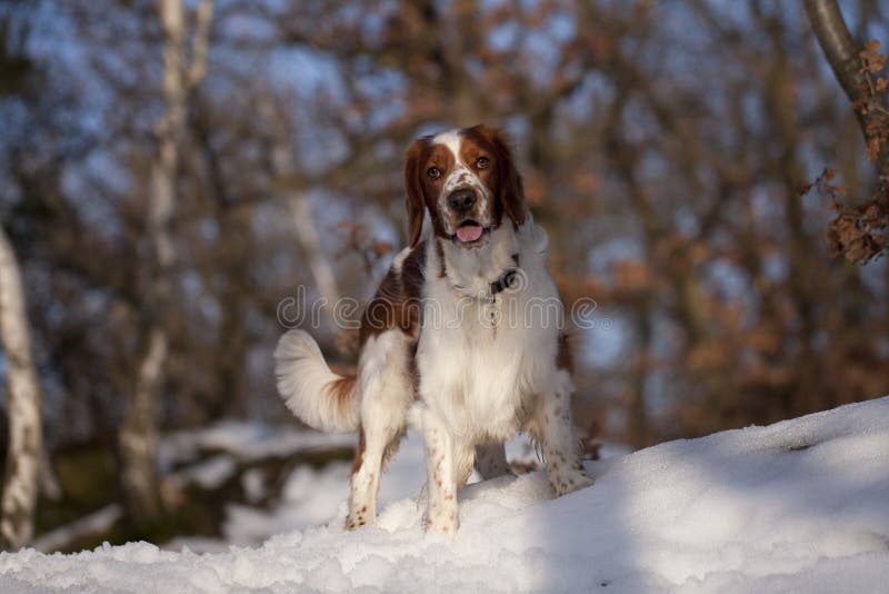 Young welsh springer spaniel in the nature. Young welsh springer spaniel in the nature