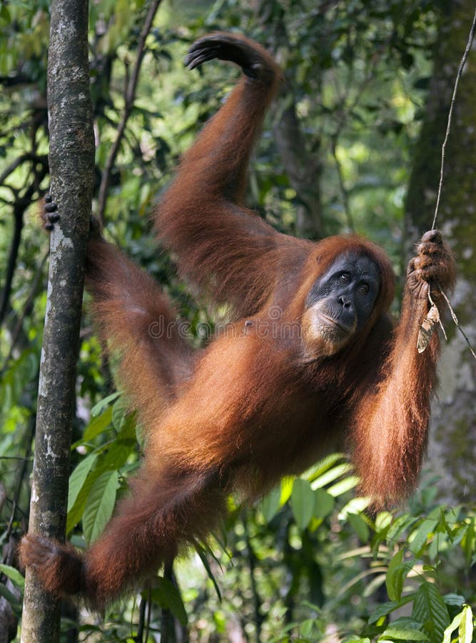Junger Weiblicher Orang-Utan Im Dschungel Von Nord-Sumatra Stockfoto
