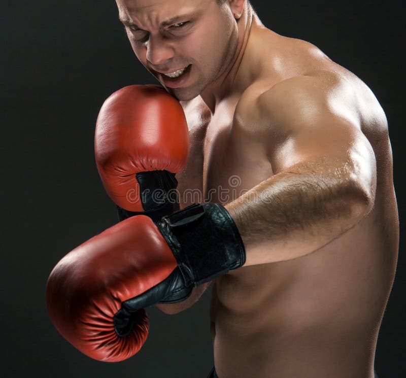 Junges Boxerverpacken stockbild Junges Boxerverpacken stockbild
