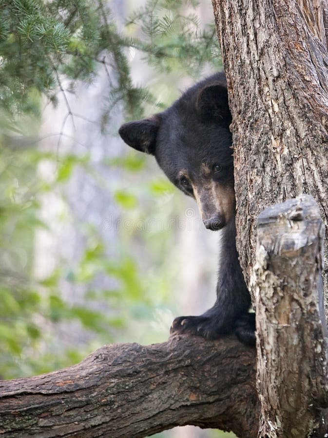 American black bear cub, standing on the tree branch, peeks around the trunk of the tree.  Close up image.  Summer in northern Minnesota. American black bear cub, standing on the tree branch, peeks around the trunk of the tree.  Close up image.  Summer in northern Minnesota.