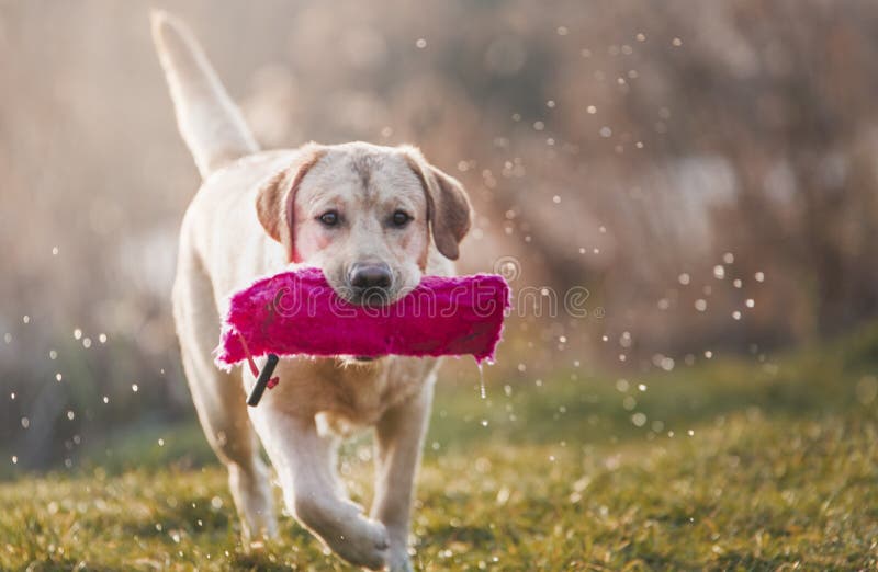 Junges Labrador lizenzfreies stockbild Junges Labrador lizenzfreies stockbild
