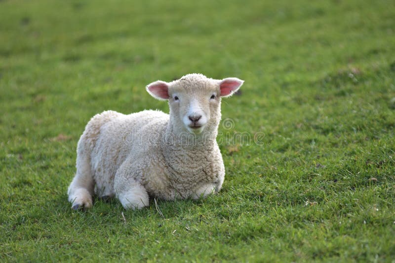 Junges Lamm, das im Gras beruht lizenzfreie stockbilder