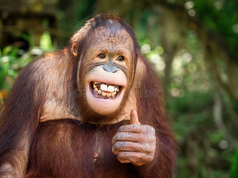 Junges Orang-Utan Lächeln stockbild. Bild von wildnis ...