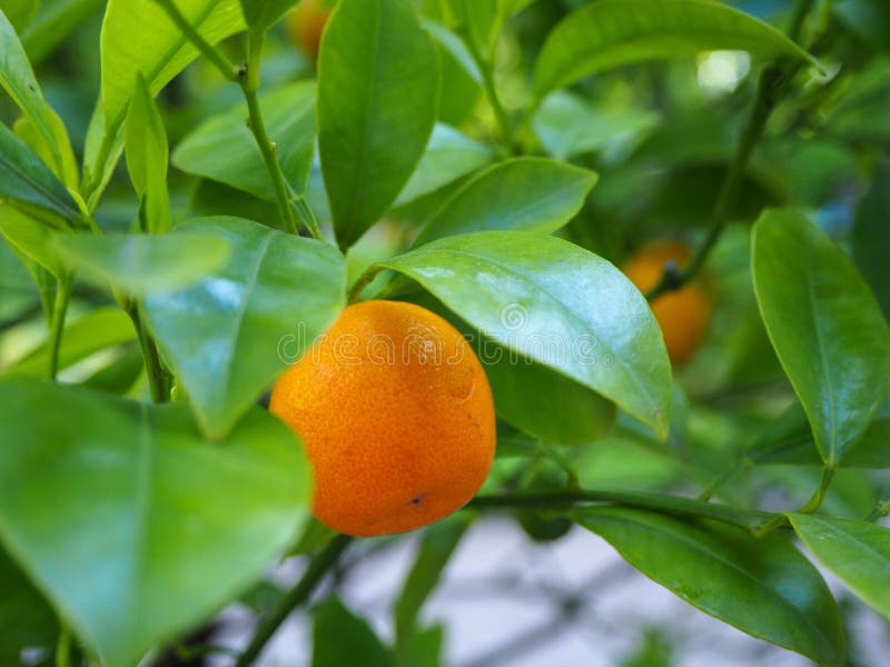 Junges orange Mandarinenfrucht Zitrusfrucht reticulata, das unter den grünen Blättern des Baumasts wächst