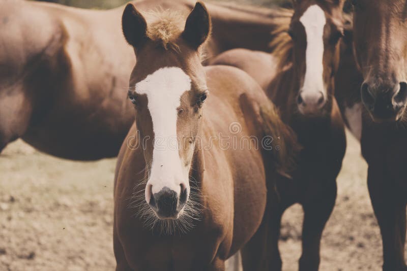 Junges Pferd auf Ranch innerhalb der Herde lizenzfreie stockfotografie Junges Pferd auf Ranch innerhalb der Herde lizenzfreie stockfotografie