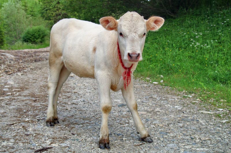 Junges Und Nettes Lamm Im Vordergrund, Umgeben Durch Schafe Stockfoto
