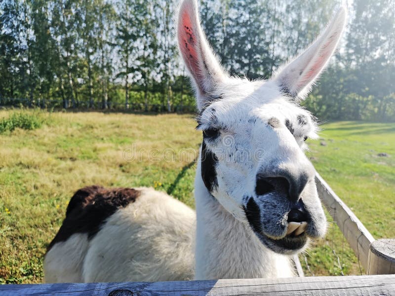 Junges weißes Lama auf grünem Feld Sonniger Sommertag lizenzfreie stockfotos Junges weißes Lama auf grünem Feld Sonniger Sommertag lizenzfreie stockfotos
