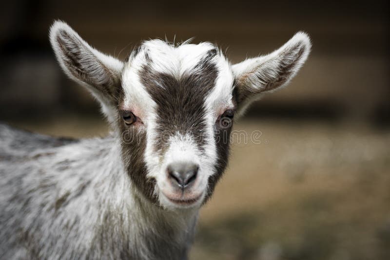Animal portrait of cute young goat. Animal portrait of cute young goat.