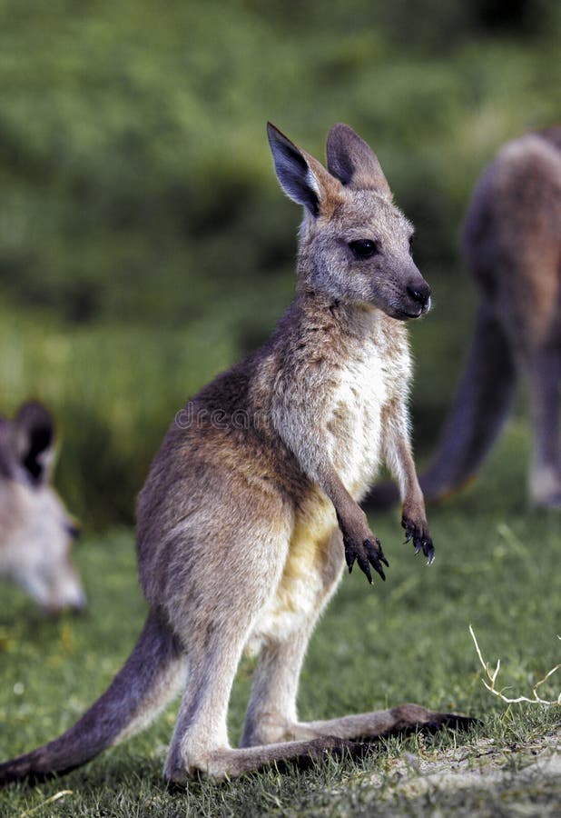 Junges östliches graues Känguru Macropus giganteus stockfoto Junges östliches graues Känguru Macropus giganteus stockfoto