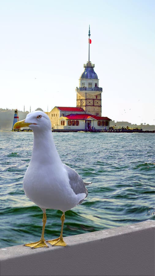 Jungfrus kulesi för tornkiz och gullig seagull i istanbul - Turkiet