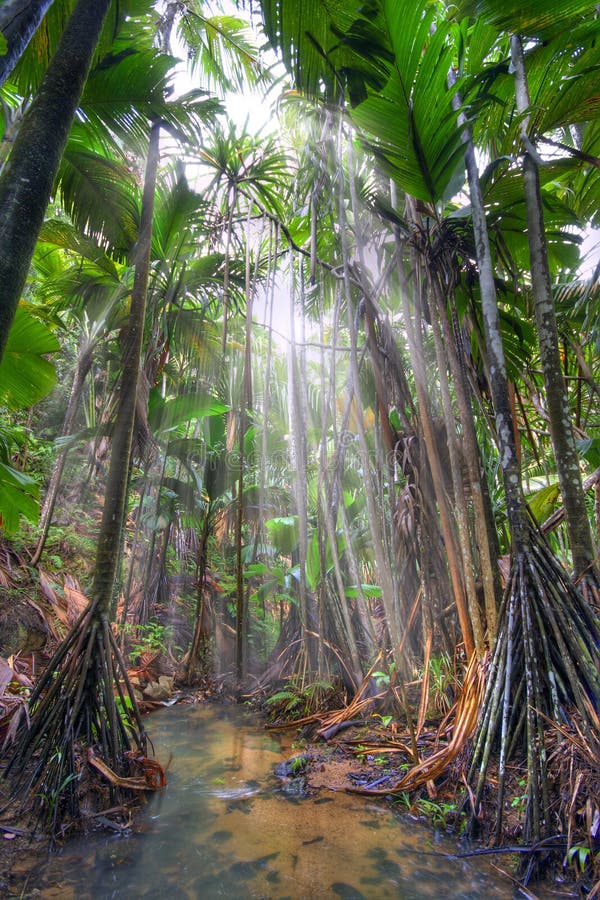 Valee-de-Mai rain forest park on Praslin island, Seychelles. HDR image. Seychelles stock images, royalty-free photos and pictures