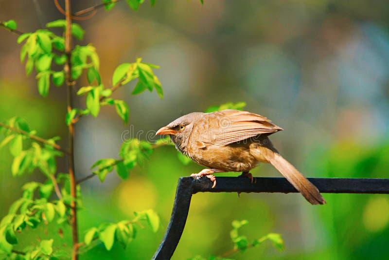 Jungle babbler, Turdoides striata, Kaziranga National Park royalty free stock photos Jungle babbler, Turdoides striata, Kaziranga National Park royalty free stock photos