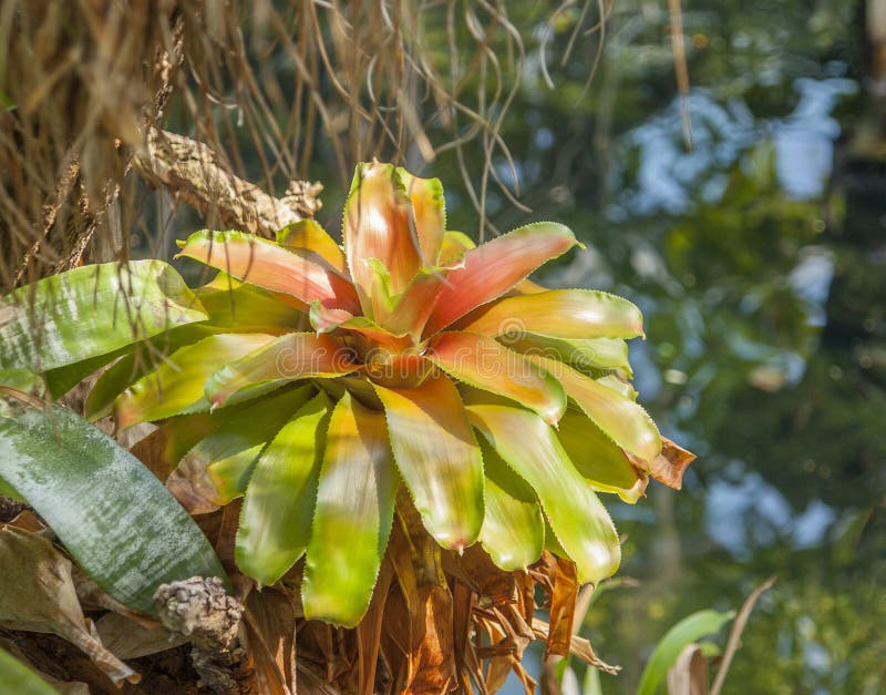 Jungle with bromeliad stock photo. Image of sapful, variation 80901808