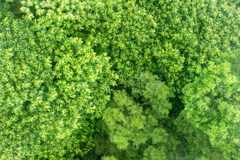 272 Forest Trees Seen Above Texture Stock Photos Free & RoyaltyFree