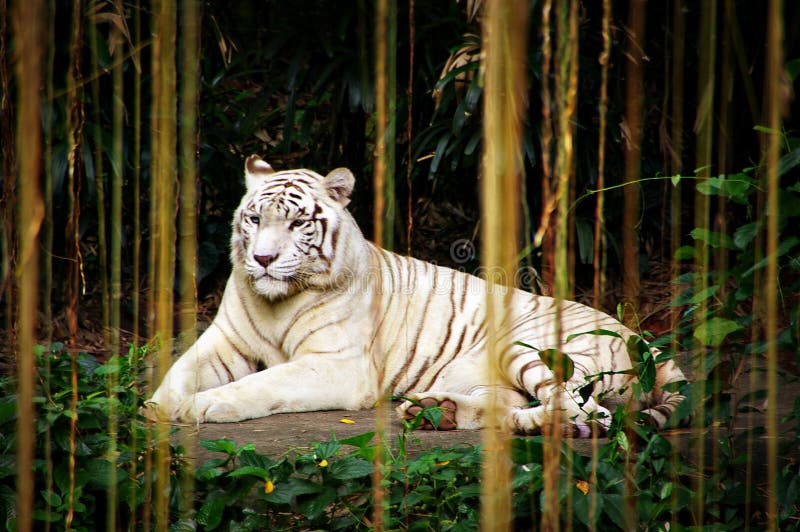 Through the Jungle Curtains